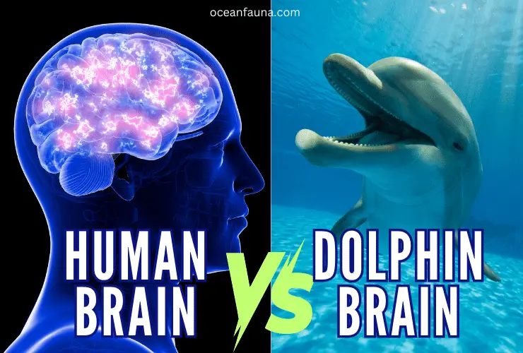 dolphin-vs-human-brain