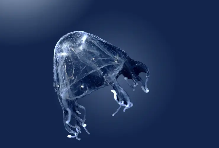 four-handed box jellyfish