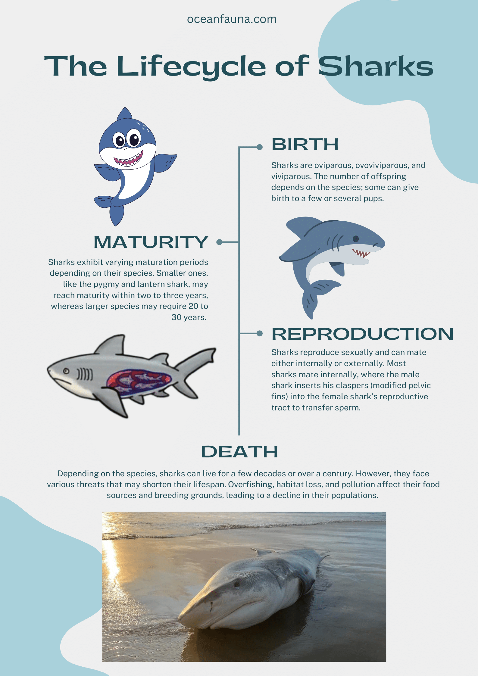shark lifecycle